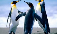 Penguins-333x196
