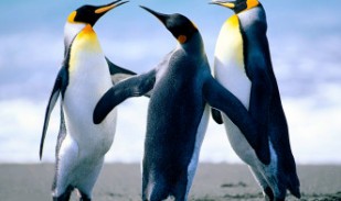 Penguins-333x196